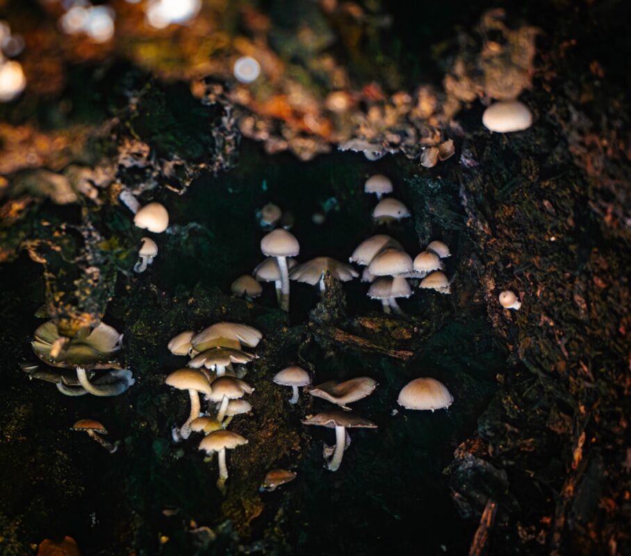 Jak rośliny komunikują się między sobą za pomocą grzybni