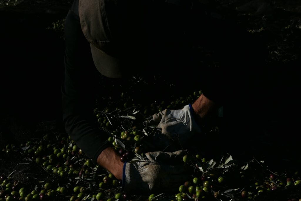 Jak właściwie przechowywać oliwę z oliwek by nie zjełczała