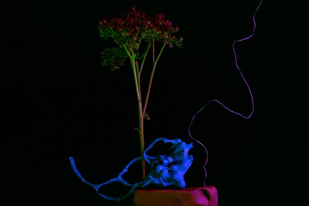 Wpływ grawitacji na wzrost i rozwój roślin lądowych