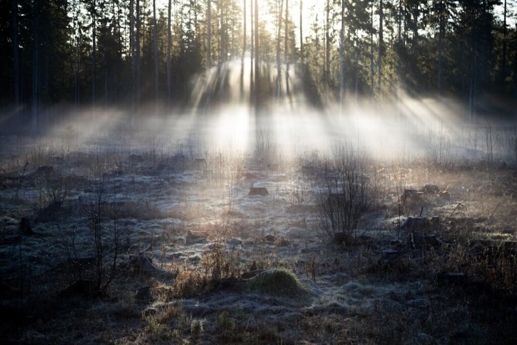Wpływ zanieczyszczenia światłem na ekosystemy leśne